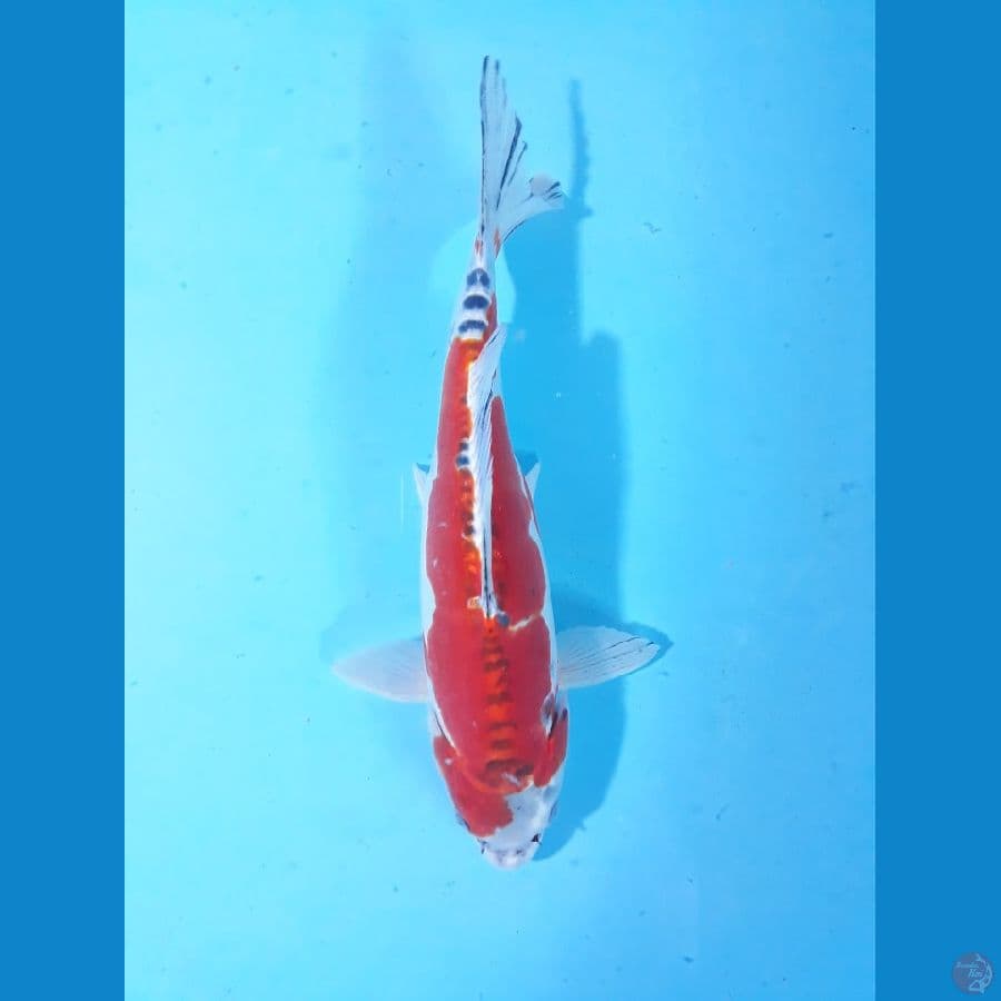 34cm kiko
