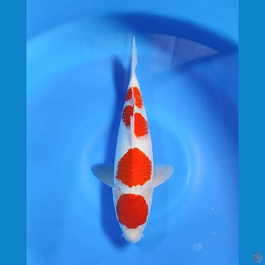 NGPI - maruten kohaku