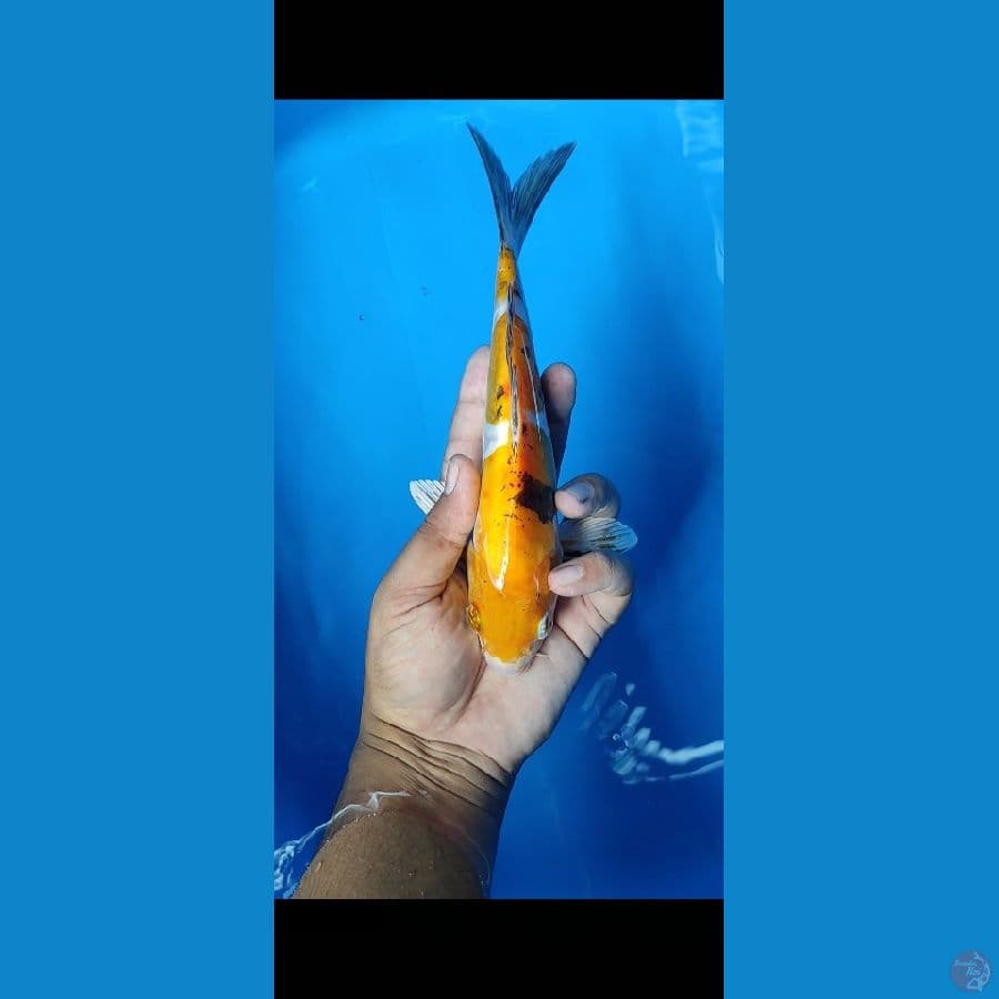 #KIN SHOWA HIKARY #SIZE 24 cm