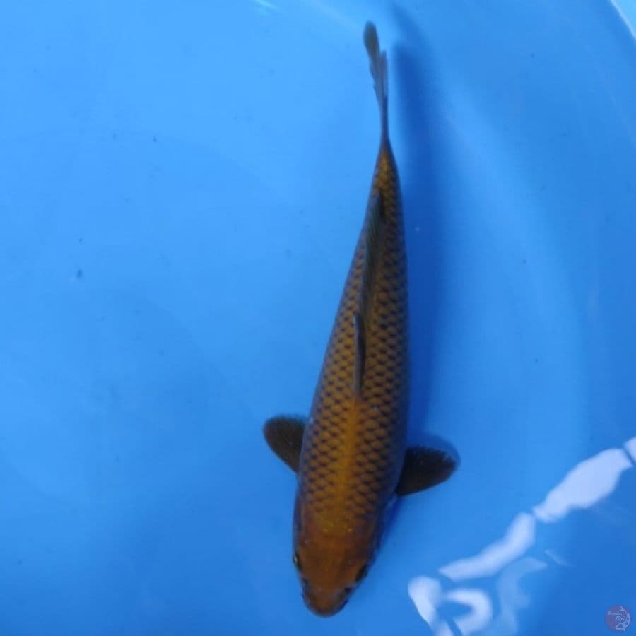 #CHAGOI CALON JUMBO #SIZE 30 CM