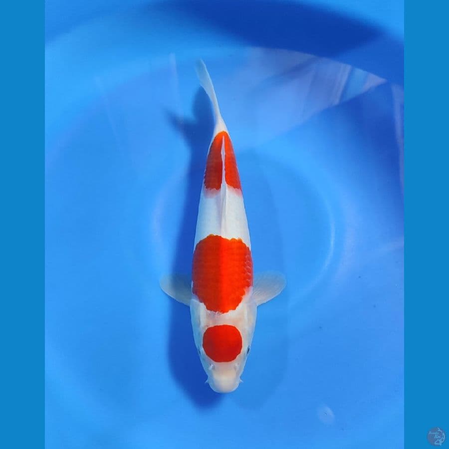 NGPI- KOHAKU MARUTEN 31CM