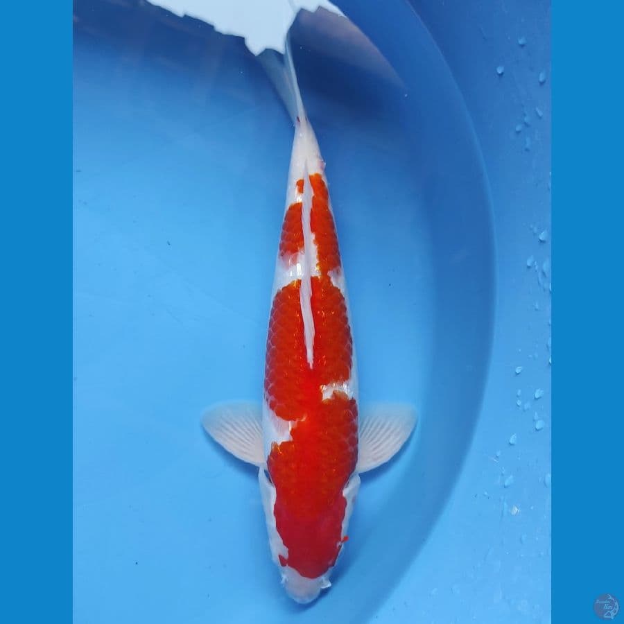 KOHAKU 35CM MALE
