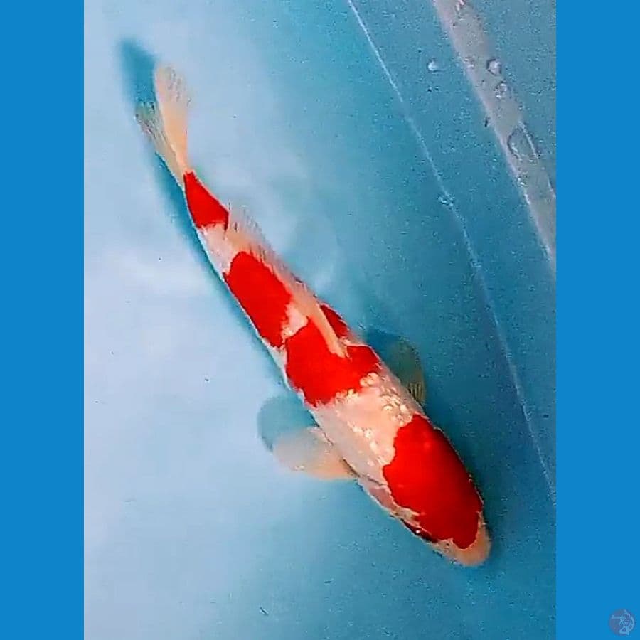 30 cm super red ginrin