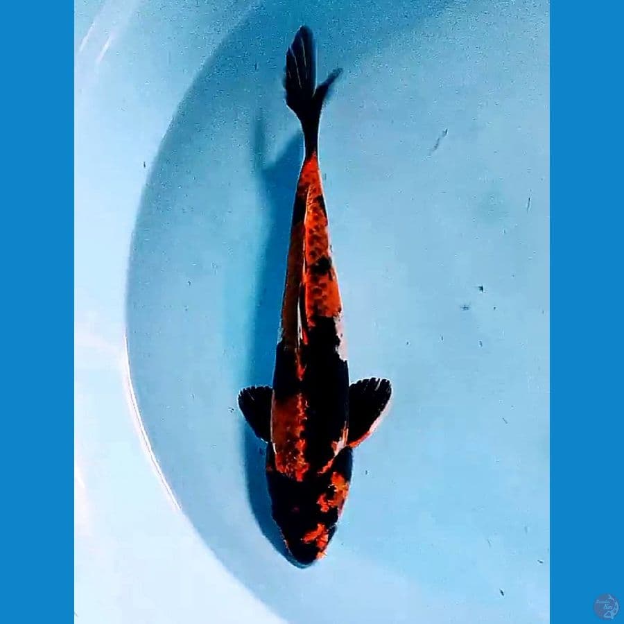 30 cm kage showa