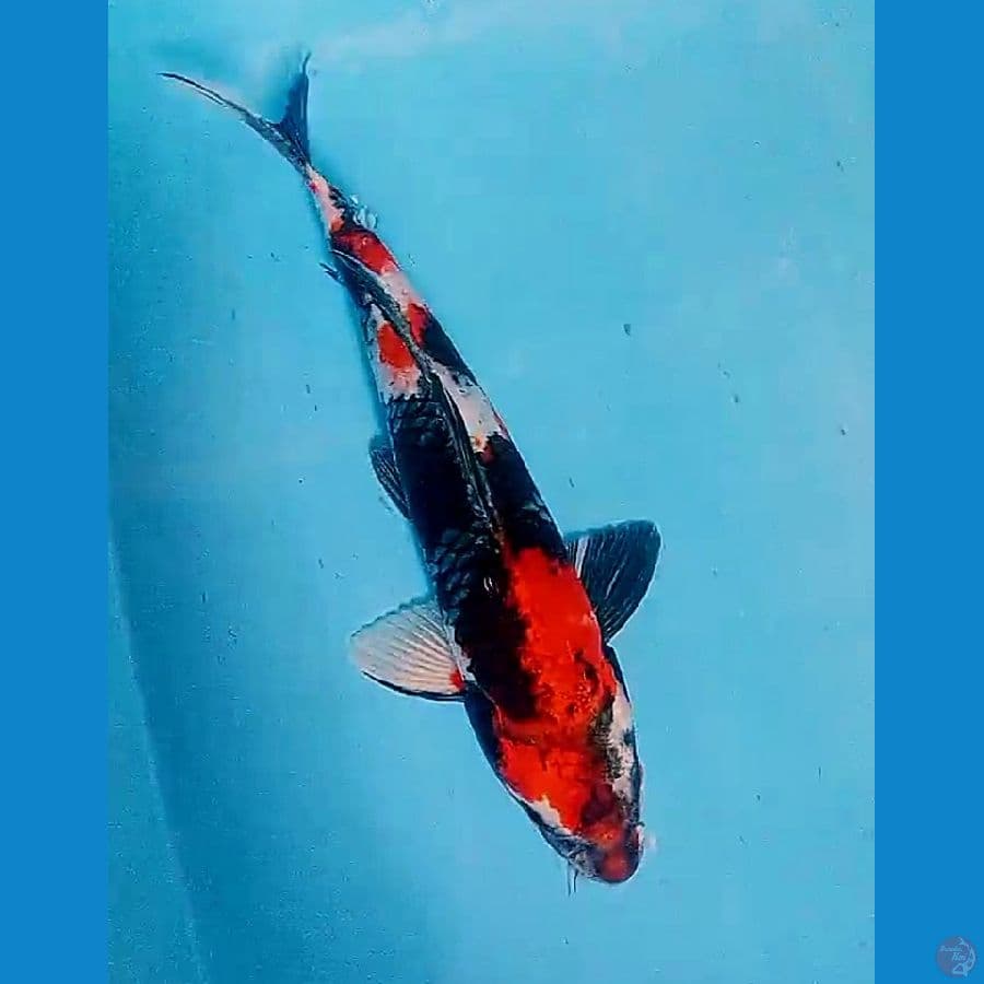 32 cm kin showa
