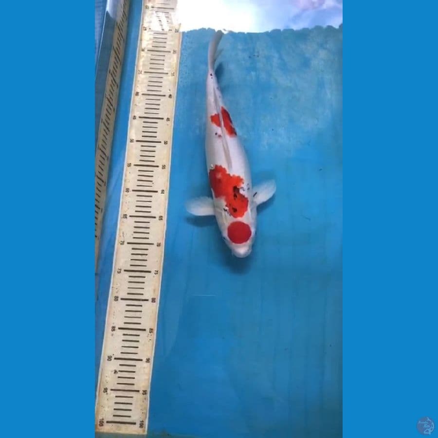 Sanke Maruten 45cm