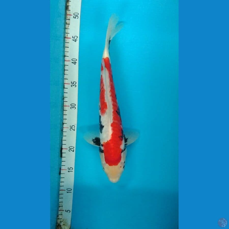 Benikumonryu 35cm