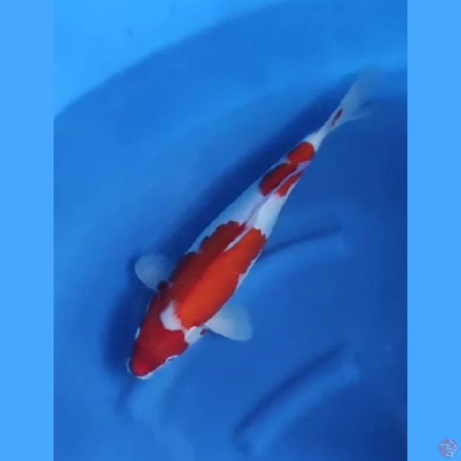 ( 40CM ) KOHAKU STRONG - FEMALE