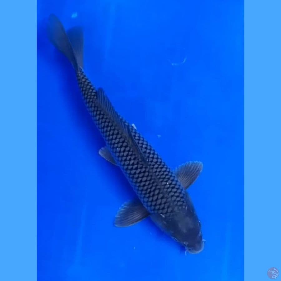 ( 33CM ) SORAGOI - MALE