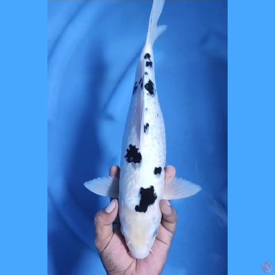 ( 36CM ) BEKKO GINRIN PUTIH BERSIH - FEMALE