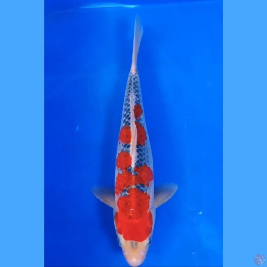 ( 33CM ) GHOSIKI RACING - MALE