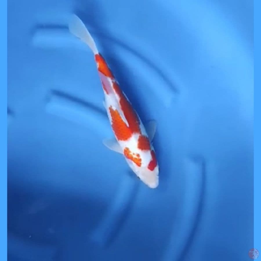 ( 37CM ) KOHAKU - FEMALE