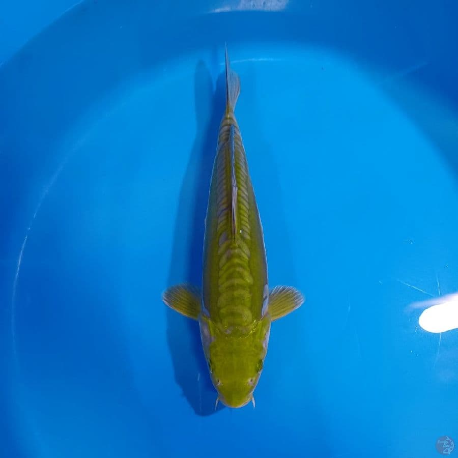 ARAGOKE MIDORI 33CM MALE BULKI