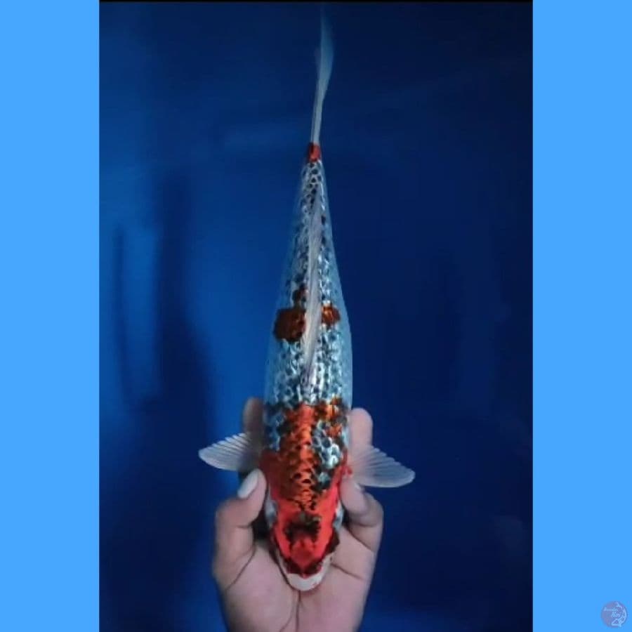 ( 32CM ) KUJAKU GINRIN MANTAP - FEMALE