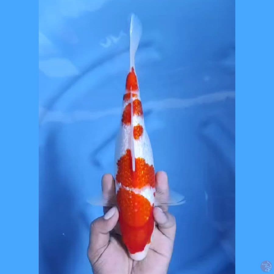 ( 28CM ) KOHAKU GINRIN - FEMALE
