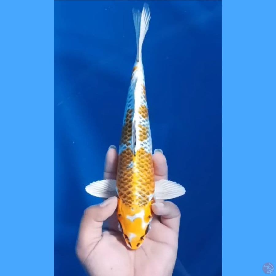 ( 25CM ) KUJAKU MANTAP - MALE