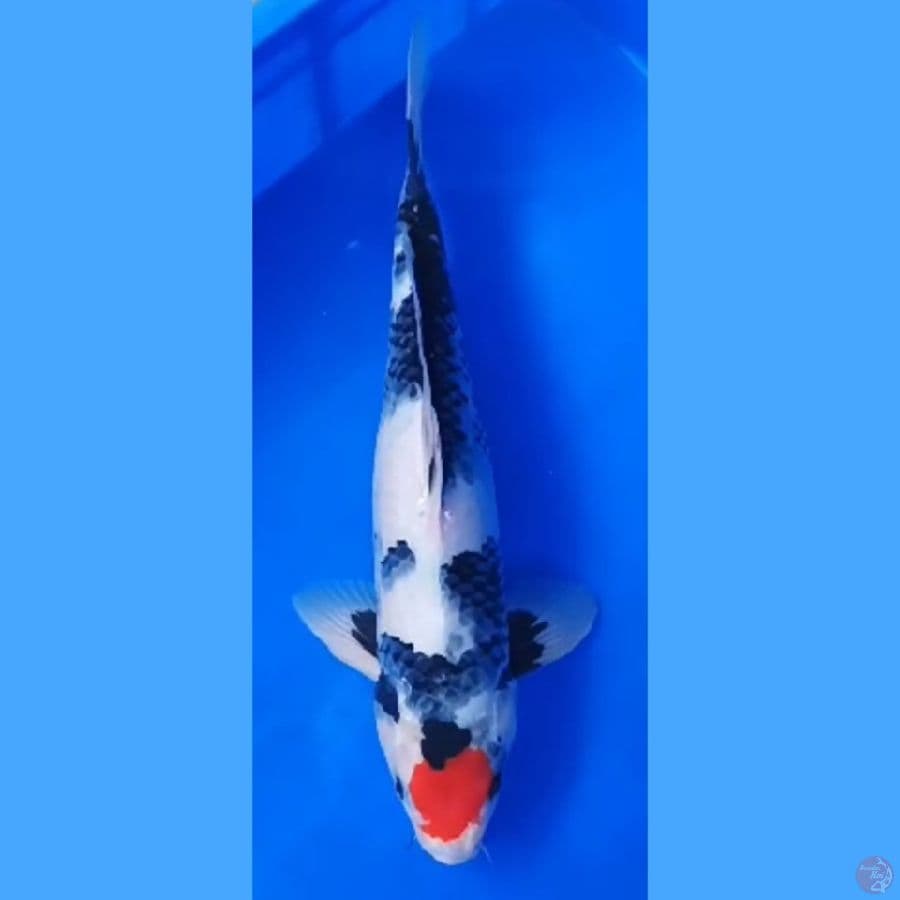 ( 37CM ) TANCHO SHOWA - FEMALE