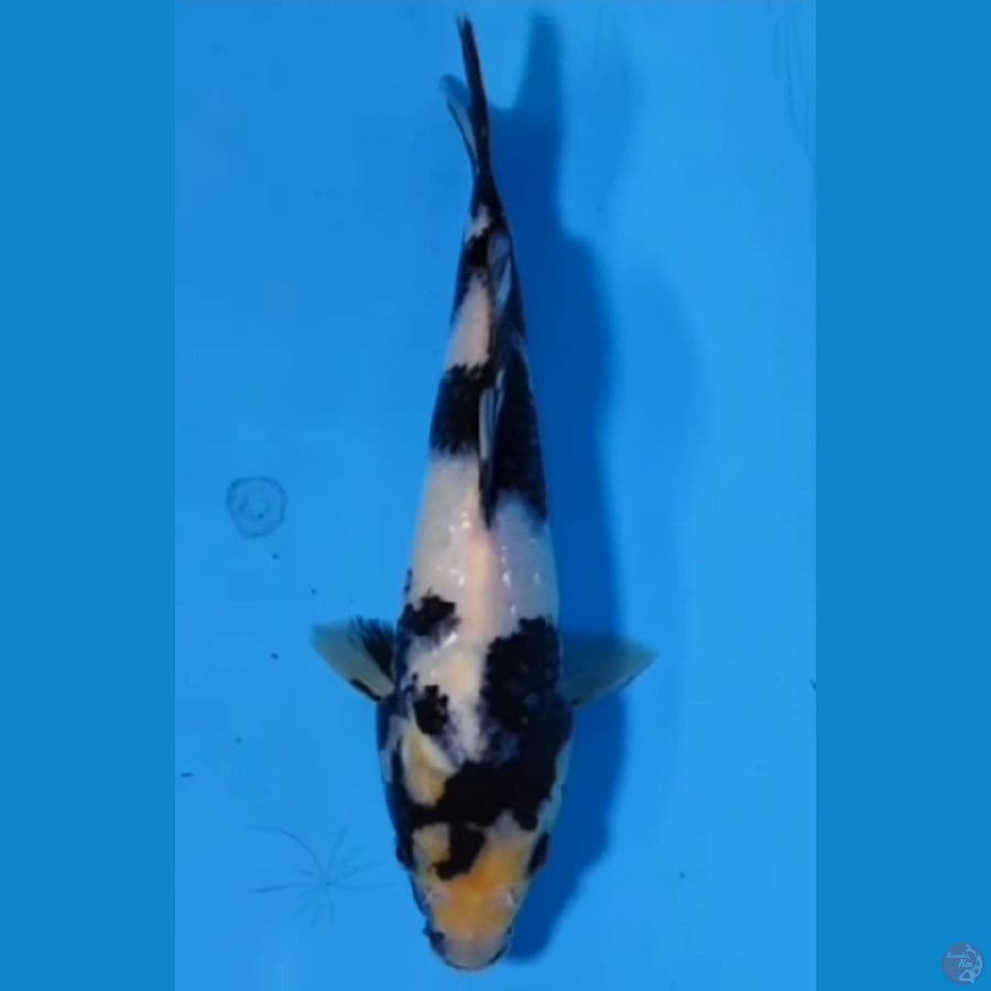 Shiro 25CM
