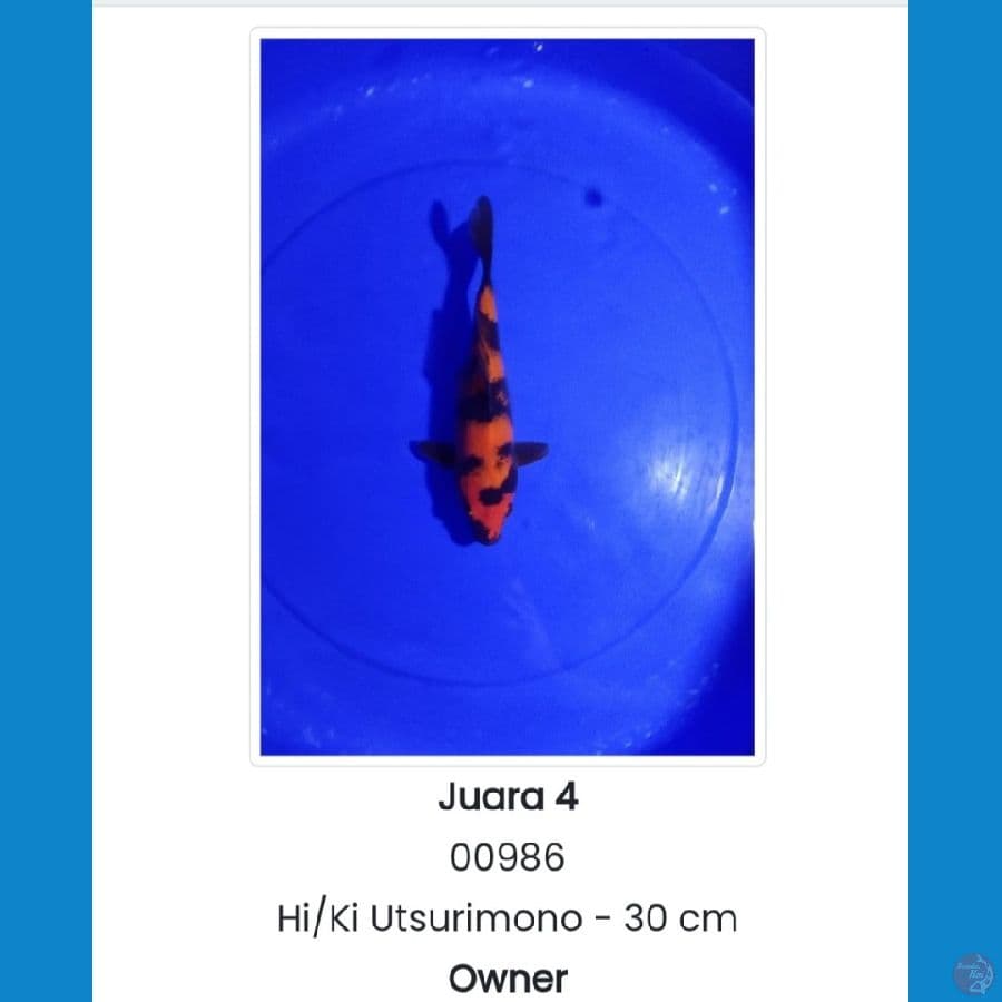 Hi Utsuri SQ 30cm
