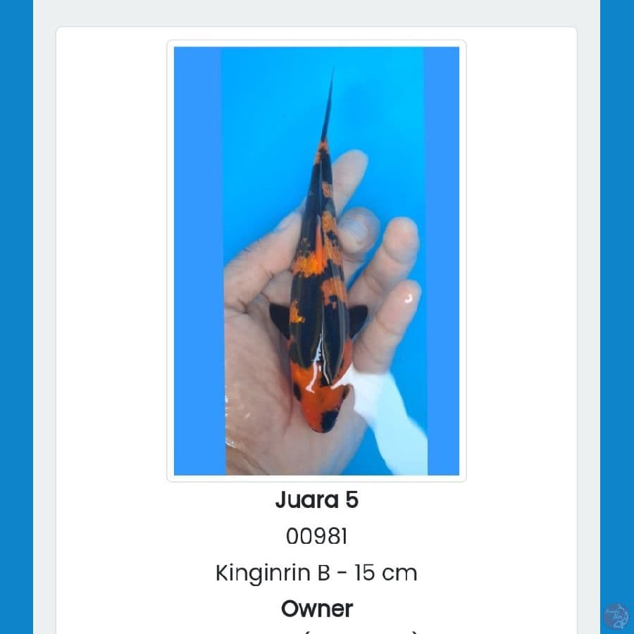 HIU Ginrin 15cm