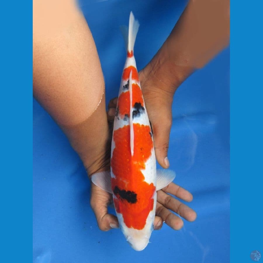 33cm - Sanke Bulky