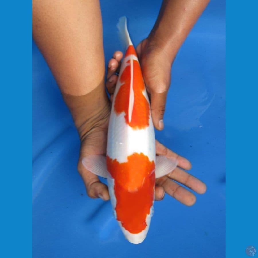 33cm - Kohaku Bulky