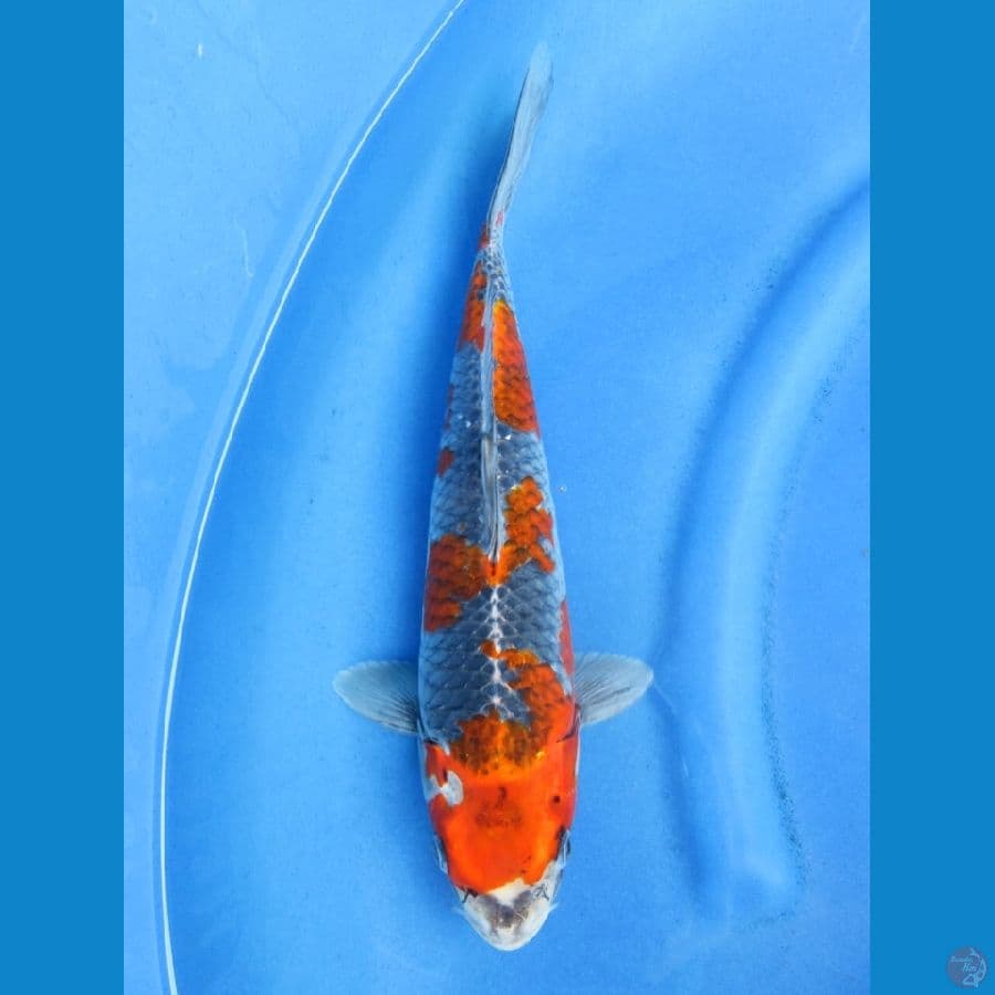 33cm - Goshiki Ori