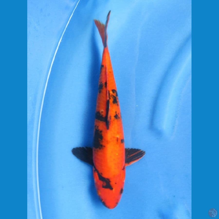 31cm - Hi Utsuri Tembus