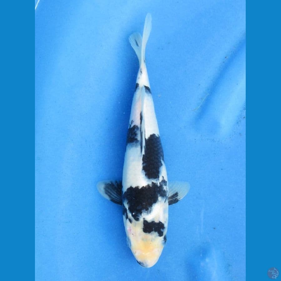 26cm - Maruten Shiro no bocor