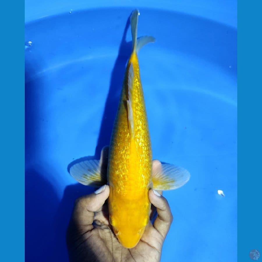 LEMON KARASI GINRIN - 30CM MALE