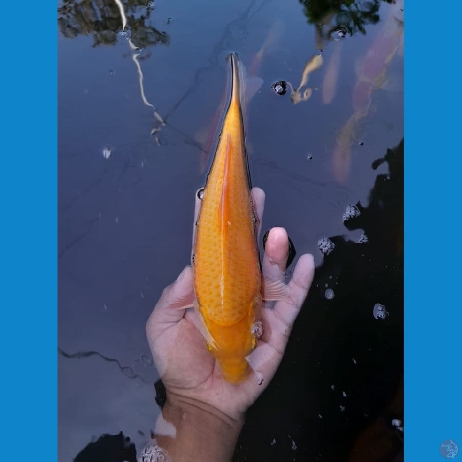 Caramel -+25cm