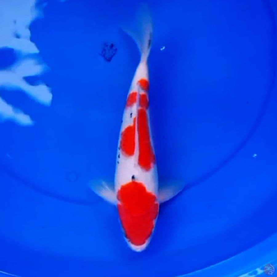 31cm PROSPEK TATEGOI SANKE