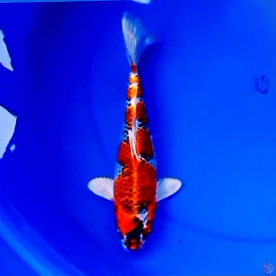 30cm RED KUJAKU