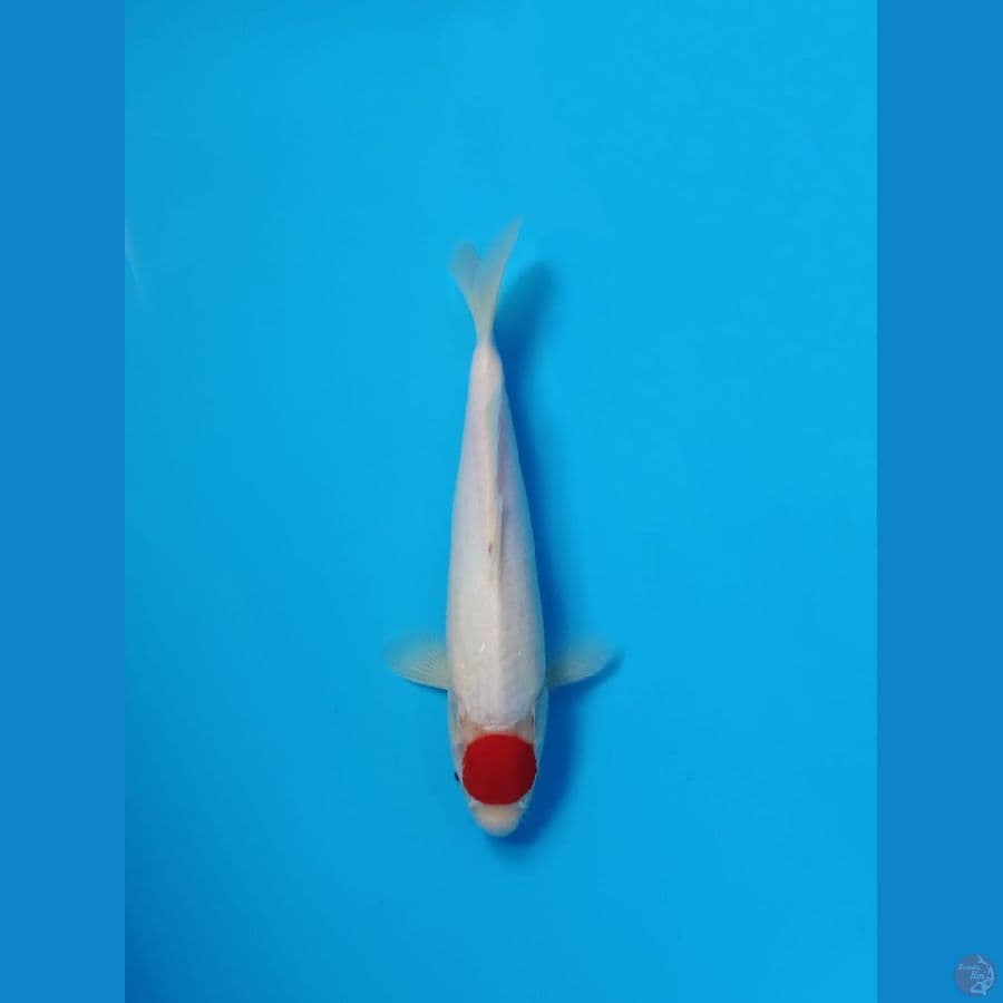 Tancho khohaku 34cm