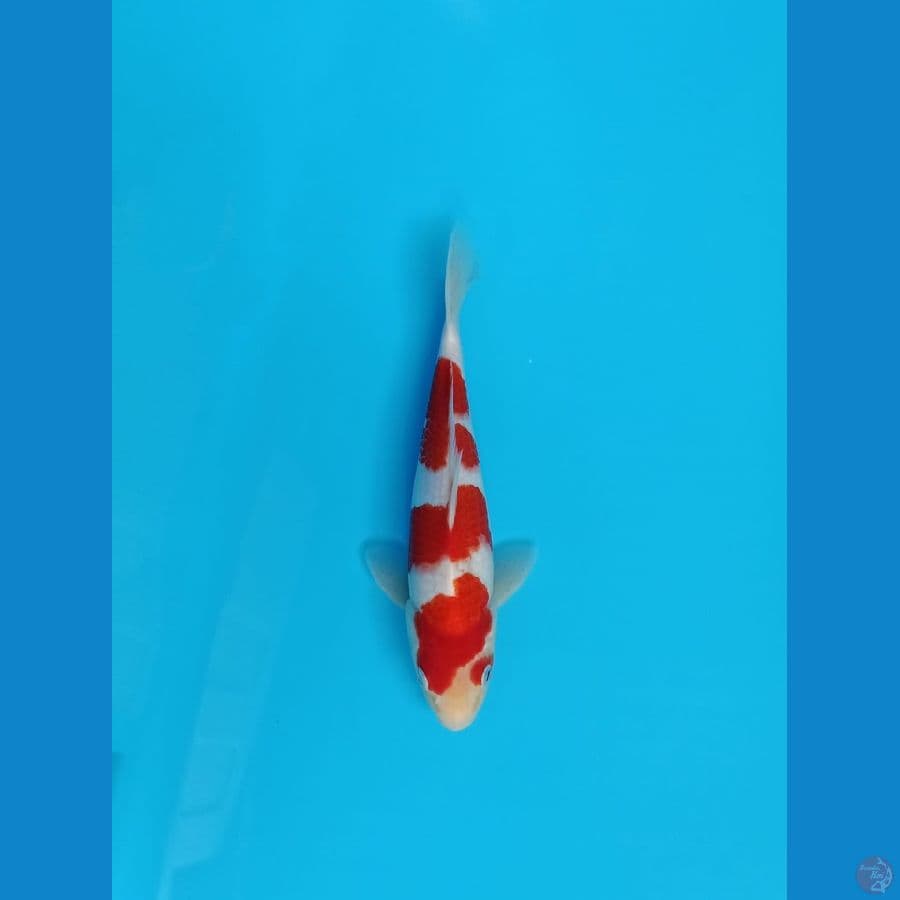 khohaku 27cm