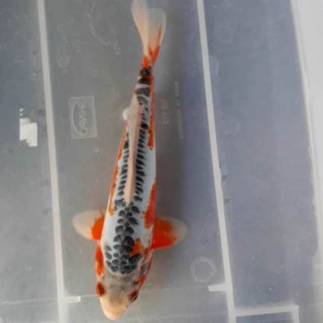 Shusui 26 cm