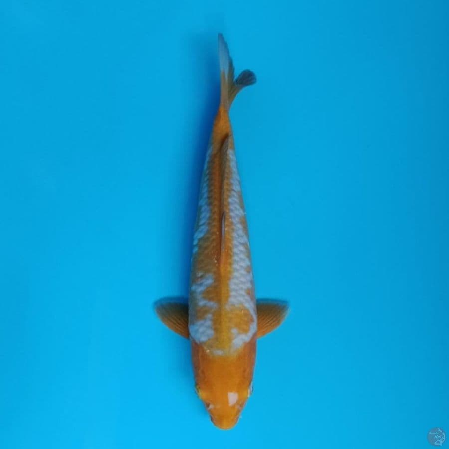 sabikoyo 34cm