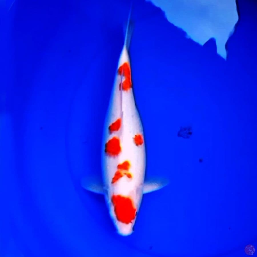 35cm BULKY KOHAKU SAKURA