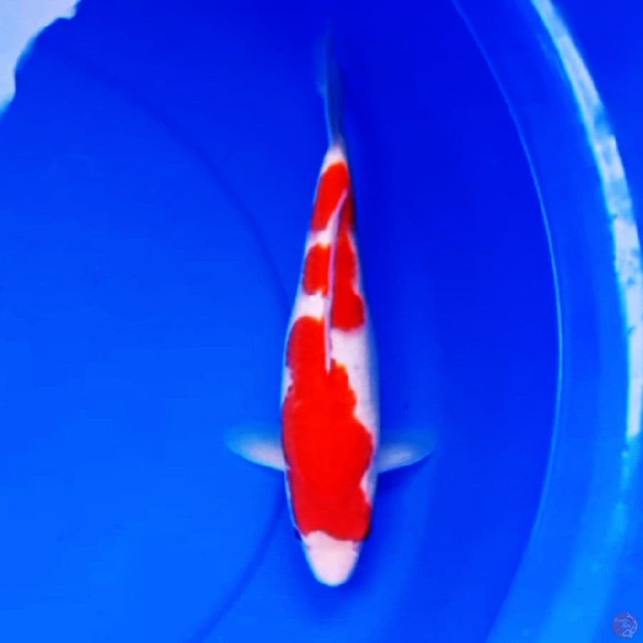 30cm HQ INAZUMA KOHAKU