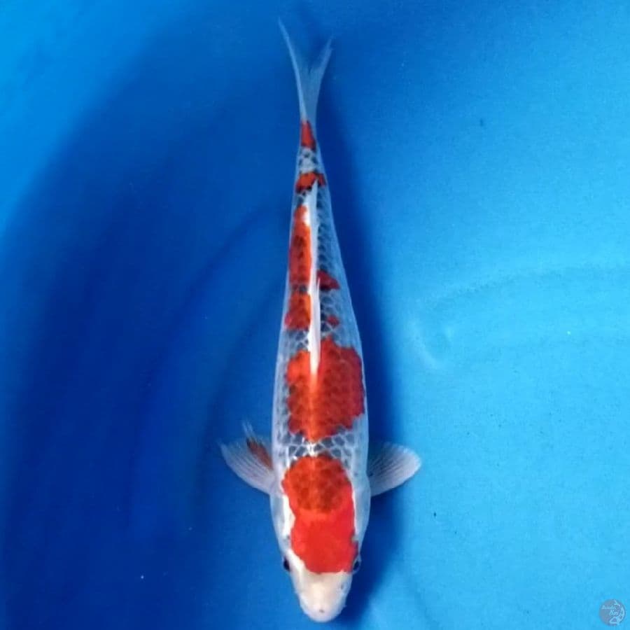 GOSHIKI 32 CM MALE