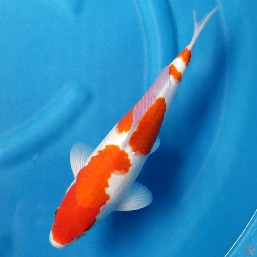 KOHAKU 34 CM MALE