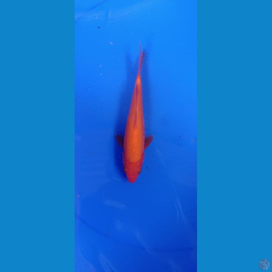 Benigoi Tembus Perut - 20 cm
