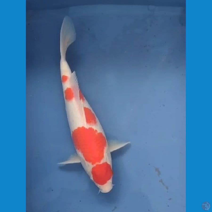 Maruten Kohaku Original