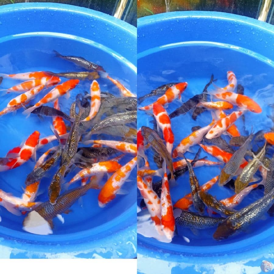 ochiba kohaku mix ginrin sz 15-22