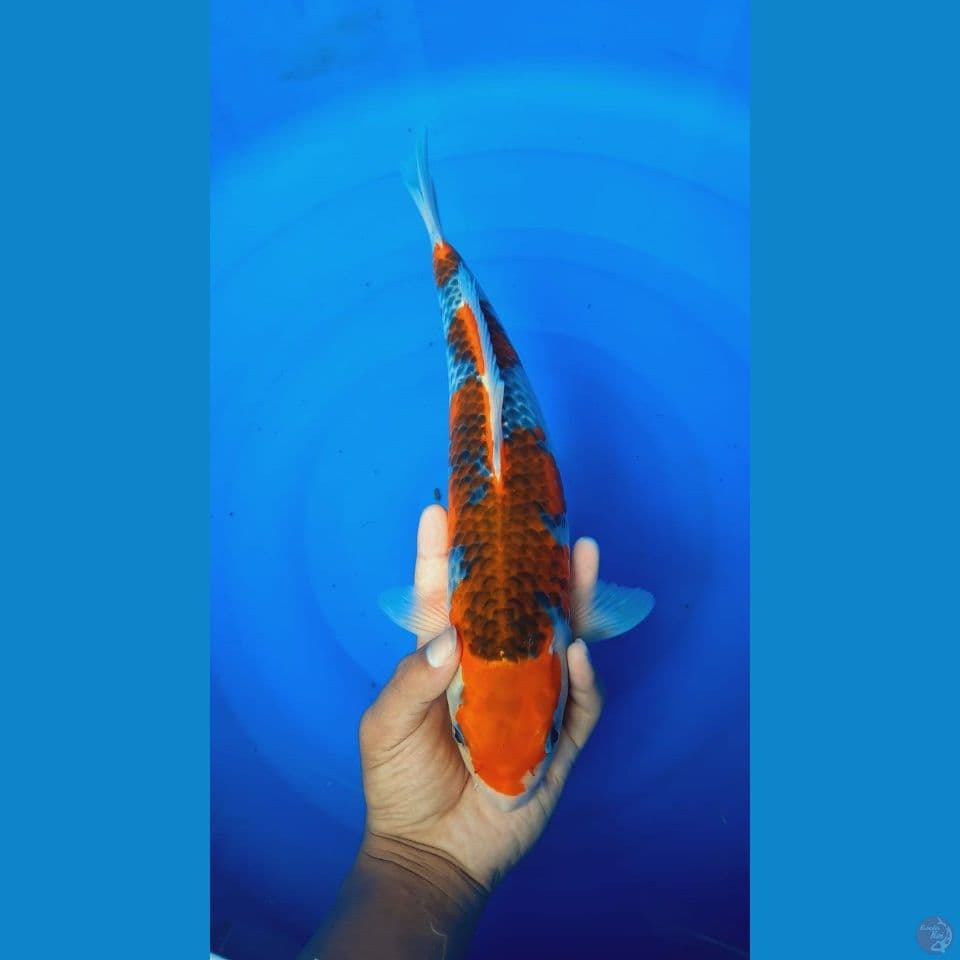 Goshiki 33cm