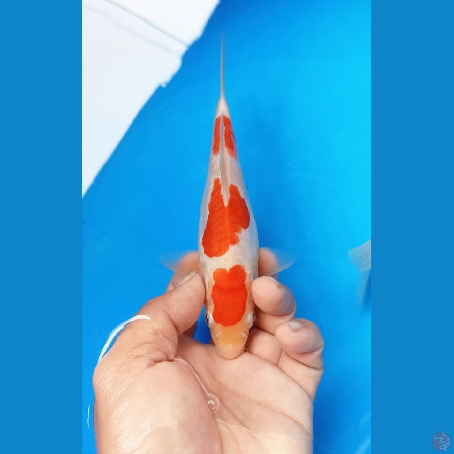 Kohaku 18cm