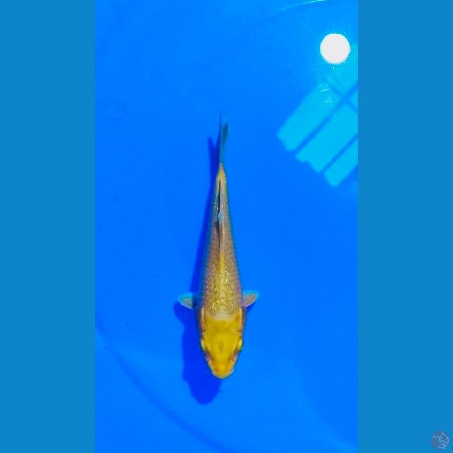 ogon 17cm