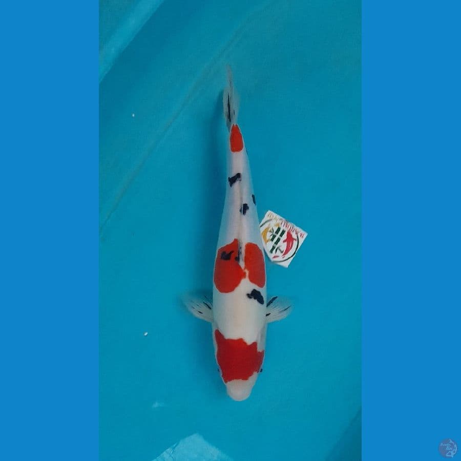 sanke doitsu murni 40 cm