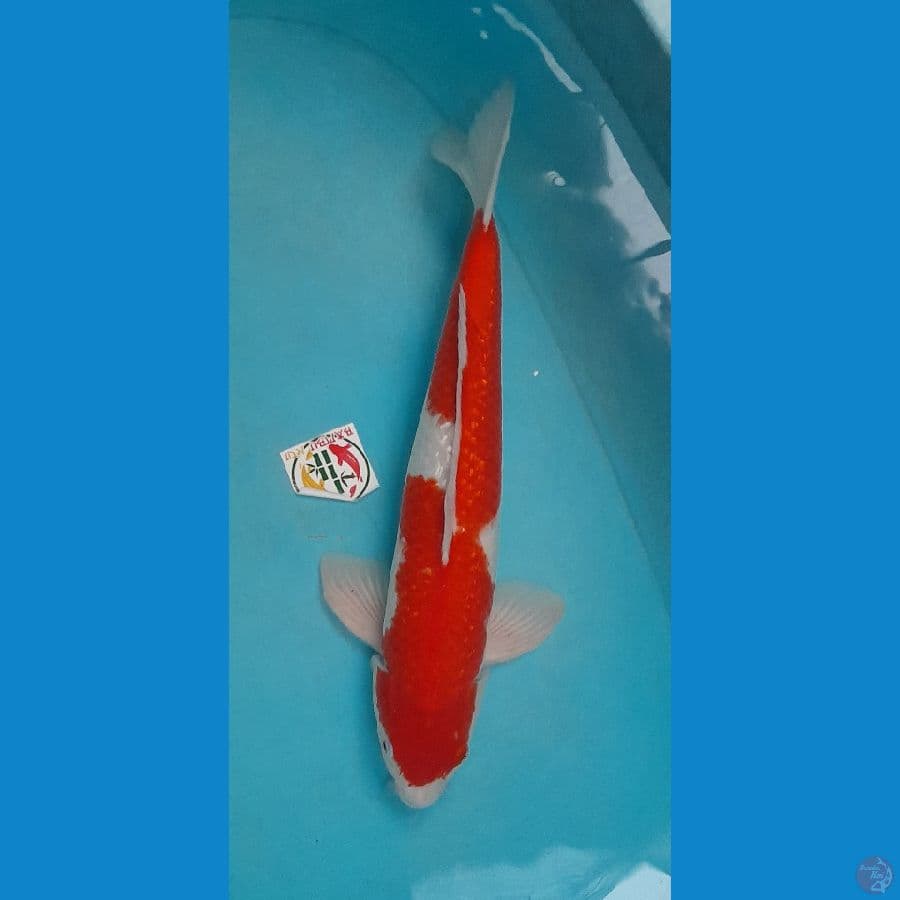 kohaku ginrin 50cm