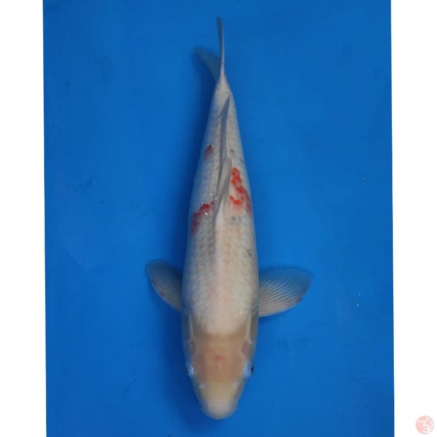 Jumbo Male Sanke import non serti